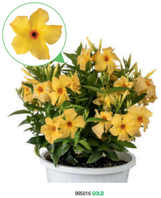 Mandevilla Zluta